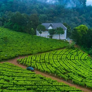 Tea Harvester *** Муннар